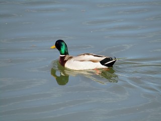 Fototapeta premium A wild duck male gracefully swims in the river during a beautiful spring day in his natural environment 
