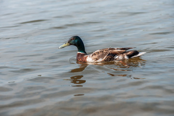 Duck in the water.