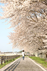 桜と女性　栃木県真岡市　五行川沿い