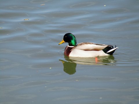 The male duck swims lightly on the river during a beautiful spring day