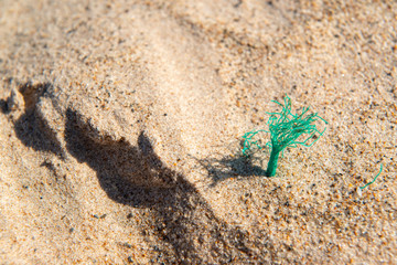 Beach sand with remains of plastic and garbage in João Pessoa, Paraíba, Brazil on September 29, 2012
