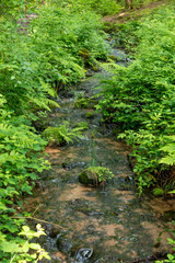 Stream flows between ferns and reeds through a forest