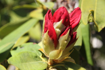 Red Rhododendron flower bud close up