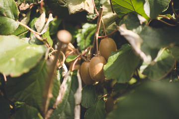 Kiwi Fruits made in Karamea, New Zealand