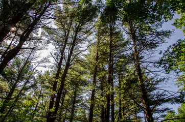 trees and sky