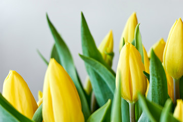 Closeup of a bouquet of yellow dutch tulips in bud with green leaves against a grey background. Springtime concept. Image with selective focus.