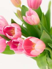 Pink tulips in a vase
