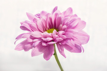 Head of delicate pink chrysanthemums flower macro side view on white background