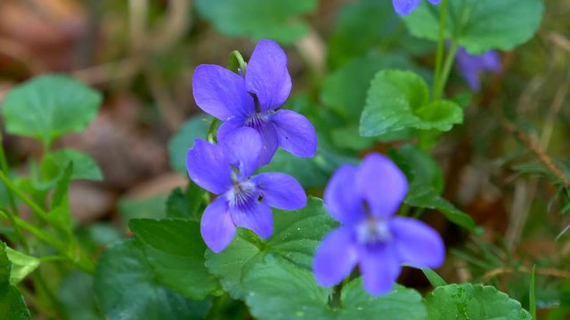 Wood Violet