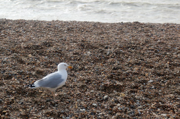 A herring gull walking on a pebble beach