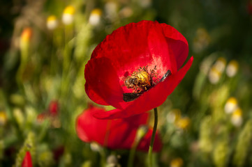 The Meadow Of Red Poppy And Bee