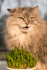 Naklejka na ściany i meble Pet grass, Cat grass. Cat is eating a cat grass.
