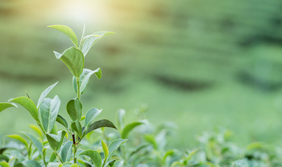 Green leaves tea plantation with copy space.