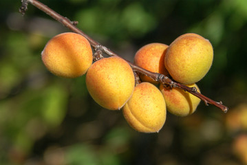Apricot branch with ripe fruits. Close-up, selective focus