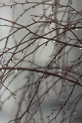 Raindrops on birch branches.
