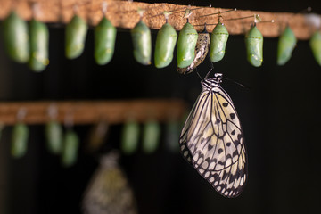 Mariposa