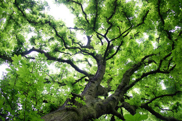 Fototapeta na wymiar Looking up into horse chestnut tree showing fresh spring leaves