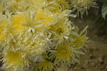 Close up of  beautiful yellow chandramallika, scientific name chrysanthemums, chrysanths, asteraceae growing in an open garden, selective focusing