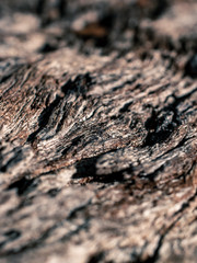 Wood texture