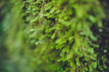 oparara basin, kahurangi national park, karamea, new zealand