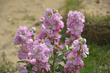 Obraz premium Close up of purple color stock flowers, scientifically known as matthiola incana, common name “night-scented stock” or “evening-scented stock”