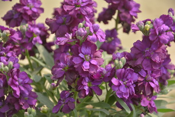 Obraz premium Close up of purple color stock flowers, scientifically known as matthiola incana, common name “night-scented stock” or “evening-scented stock”