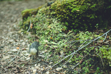 robin, oparara basin, kahurangi national park, karamea, new zealand
