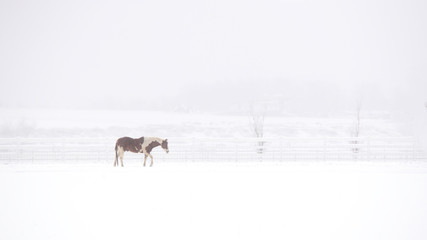 Pinto Horse in a Snow Storm