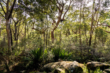 At a park in Sydney, Australia at a cloudy day in summer.
