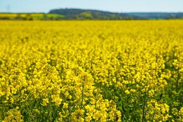 Obraz premium landscape with flowering rape field in thuringia