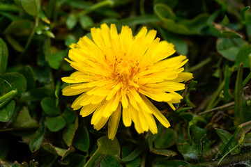 Macro image of a yellow dandelion.  Yellow flower, weeds.