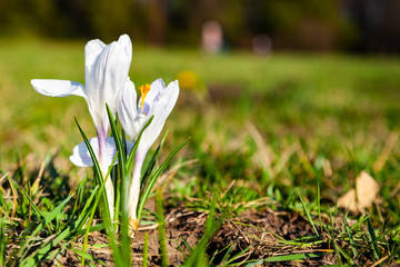 White crocuses in a spring park close-up.