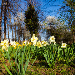 Beautiful daffodils in a spring park.