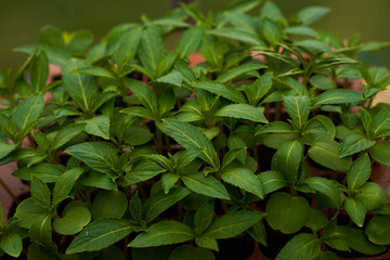 Balsam flowers growing in a greenhouse. Healthy plants.