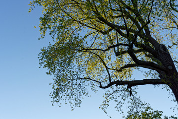 tree branches against blue sky