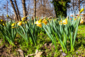 Beautiful daffodils in a spring park.
