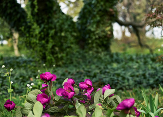 Purple peonies in the garden among ivy-covered trees.