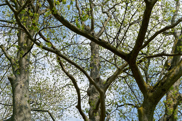 Naklejka premium Branches at Bois de Vincennes
