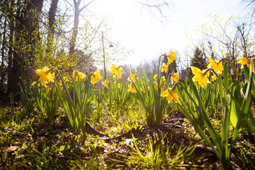 Beautiful daffodils in a spring park.