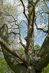 Fototapeta na wymiar Branches at Bois de Vincennes
