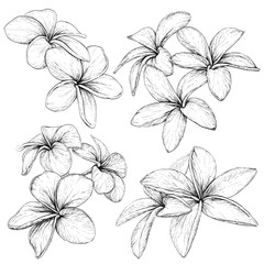 Plumeria. Hawaii, Bali, Indonesia, Shri-Lanka Tropical Necklace Flowers. Vector Illustration
