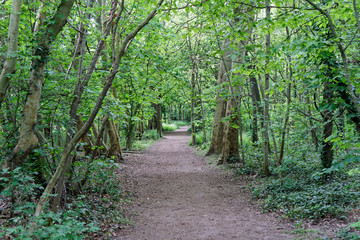 Path in the forest at Bois de Vincennes