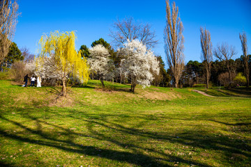 Obraz premium Lawn and blooming cherries in the park.