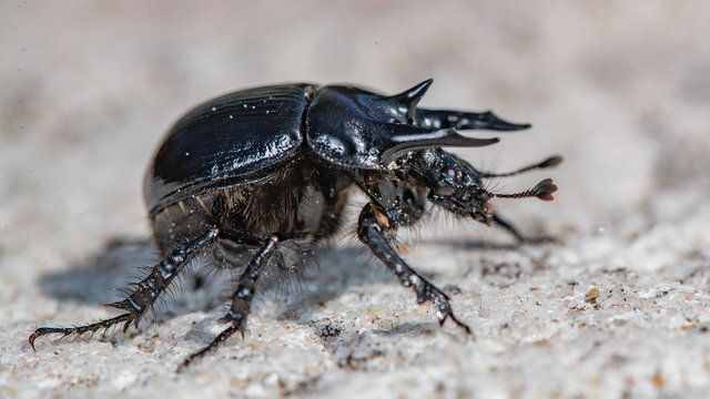 Scarab&eacute;e Minotaure (Typhaeus typhoeus)