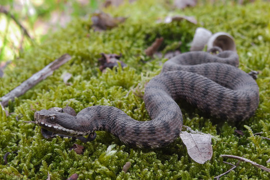 vipera (Vipera aspis) ,ritratto su tappeto di muschio