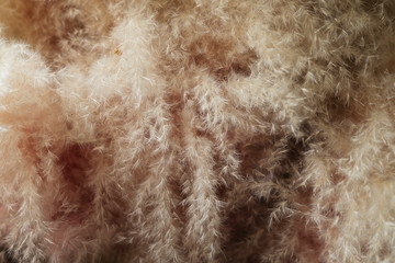 Macro shot of a muhly grass