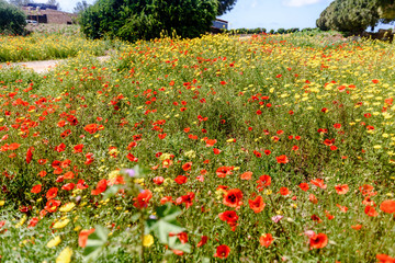 field with green grass and red poppies against the  sky