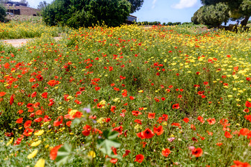 Fototapeta na wymiar field with green grass and red poppies against the sky