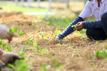 Gardeners growing young vegetable seedling in the community garden for food security and sustainability with copy space