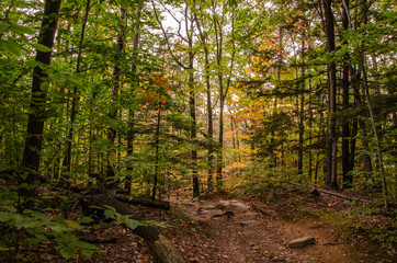 path in the forest